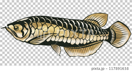 ゴールドアロワナの切り絵イラスト ゴールドアロワナの切り絵イラスト 117891638