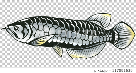 Silver arowana paper cutout illustration 117891639