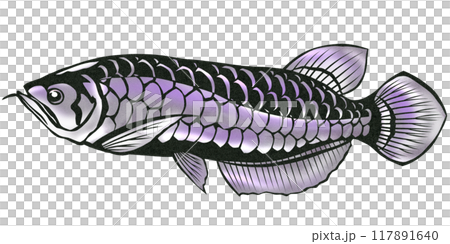 Purple arowana paper cutout illustration 117891640