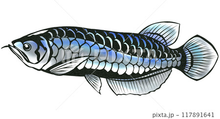 青アロワナの切り絵イラスト背景有り 117891641