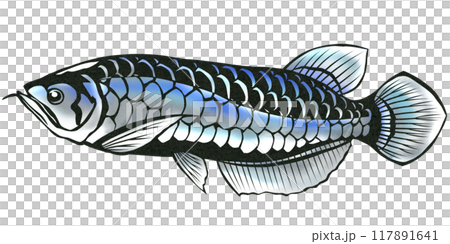 青アロワナの切り絵イラスト背景有り 117891641