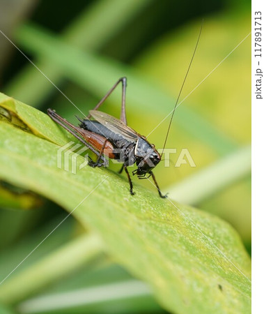 ヒメギス ヒメギス 117891713