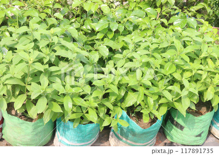 Allamanda blanchetii flower plant on nursery 117891735