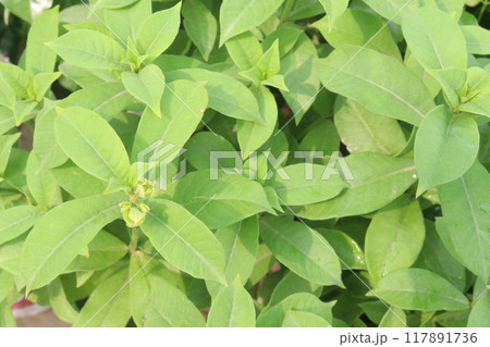 Allamanda blanchetii flower plant on nursery 117891736