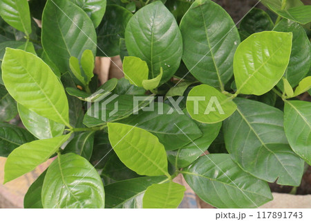 Allamanda vine flower plant on nursery 117891743