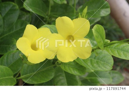Allamanda vine flower plant on nursery 117891744