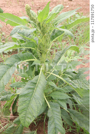 Amaranthus viridis on farm for sell 117891750