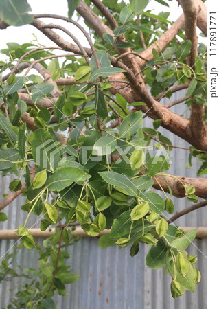 Arjun plant with fruit on farm for medicinal purpose Arjun plant with fruit on farm for medicinal purpose 117891771