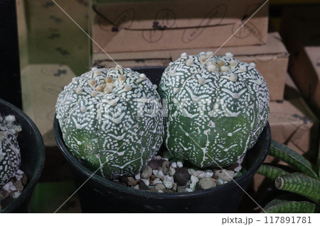 astrophytum asterias v cactus plant on nursery astrophytum asterias v cactus plant on nursery 117891781