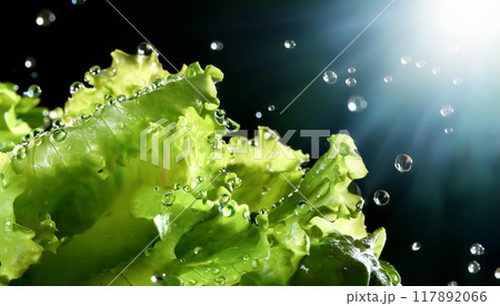 瑞々しい生野菜 117892066