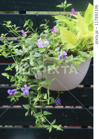 ライム色ポトスとトレニアの寄せ植えハンギング 117892106