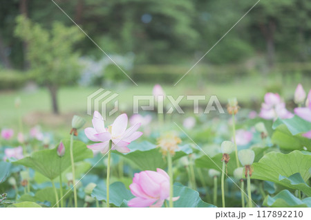 ハスの花（矢吹町・大池公園） 117892210