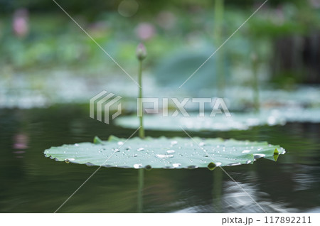 ハスの葉(矢吹町・大池公園) ハスの葉(矢吹町・大池公園) 117892211