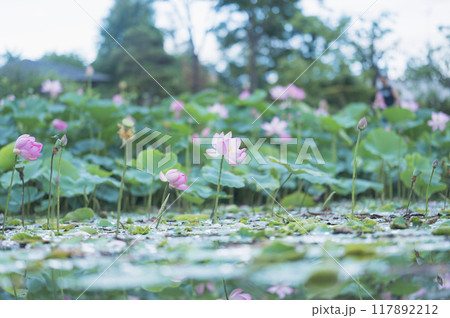 ハスの花（矢吹町・大池公園） 117892212