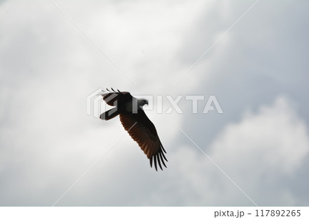 シロガシラトビ 117892265