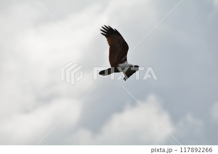 シロガシラトビ 117892266