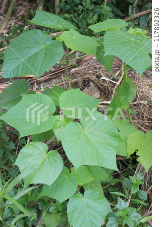 Abroma augusta plant on farm 117892326