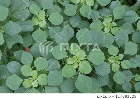 Acalypha indica plant on jungle 117892329