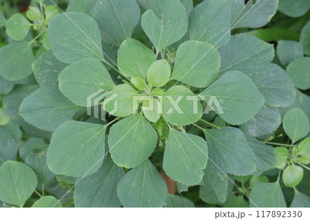 Acalypha indica plant on jungle 117892330