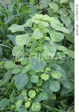 Acalypha indica plant on jungle 117892335