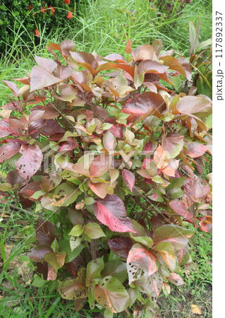 Acalypha wilkesiana plant on garden 117892337
