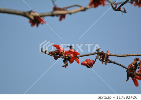 シリアカヒヨドリ 117892426