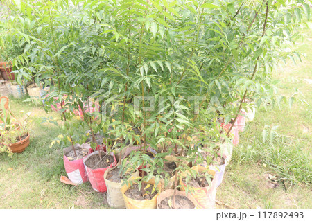 Azadirachta Indica tree on garden Azadirachta Indica tree on garden 117892493