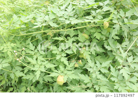 Balloon vine plant on jungle its medicinal plant 117892497