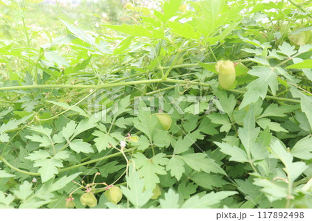 Balloon vine plant on jungle its medicinal plant 117892498