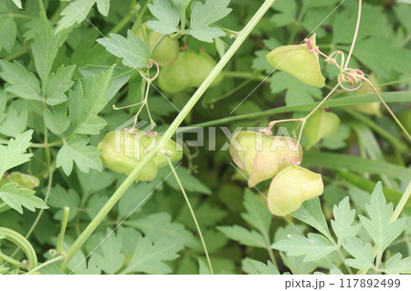 Balloon vine plant on jungle its medicinal plant 117892499