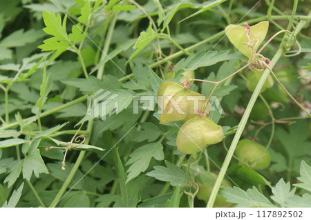 Balloon vine plant on jungle its medicinal plant Balloon vine plant on jungle its medicinal plant 117892502