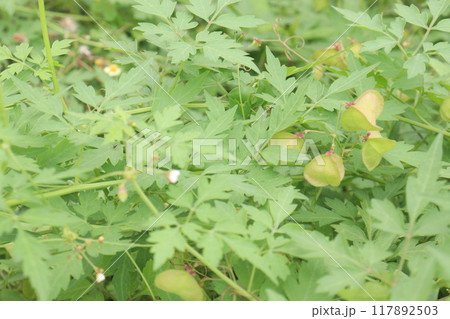 Balloon vine plant on jungle its medicinal plant Balloon vine plant on jungle its medicinal plant 117892503