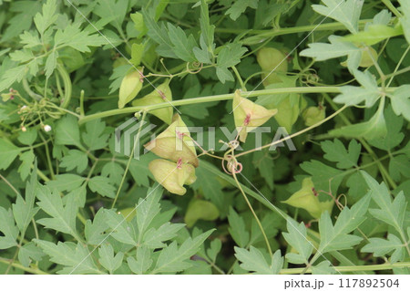 Balloon vine plant on jungle its medicinal plant 117892504