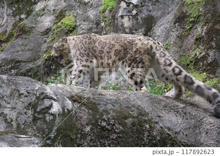 初秋 多摩動物公園アジア園のユキヒョウ 117892623