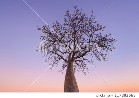 Baobab tree at dusk. 117892665