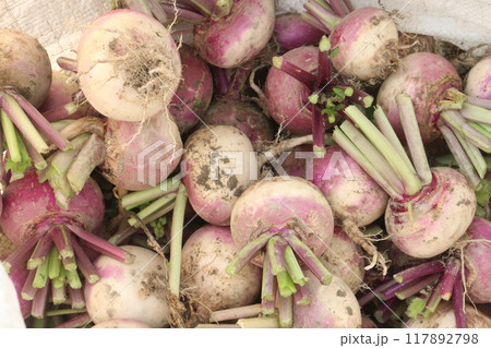 Turnips on farm for harvest 117892798