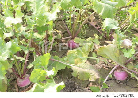 Turnips on farm for harvest Turnips on farm for harvest 117892799