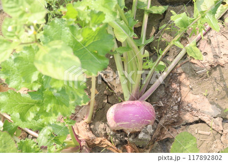 Turnips on farm for harvest 117892802