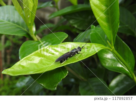 クチナシの葉にとまる「アメリカミズアブ」 クチナシの葉にとまる「アメリカミズアブ」 117892857