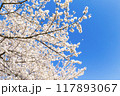 青空に映える満開の桜 117893067
