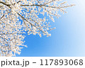 青空に映える満開の桜 117893068