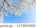 青空に映える満開の桜 117893069