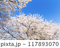 青空に映える満開の桜 117893070