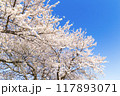青空に映える満開の桜 117893071