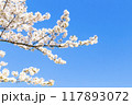 青空に映える満開の桜 117893072
