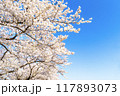 青空に映える満開の桜 117893073