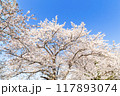 青空に映える満開の桜 117893074