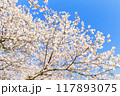 青空に映える満開の桜 117893075