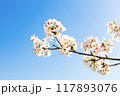 青空に映える満開の桜 117893076
