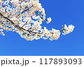 青空に映える満開の桜 117893093